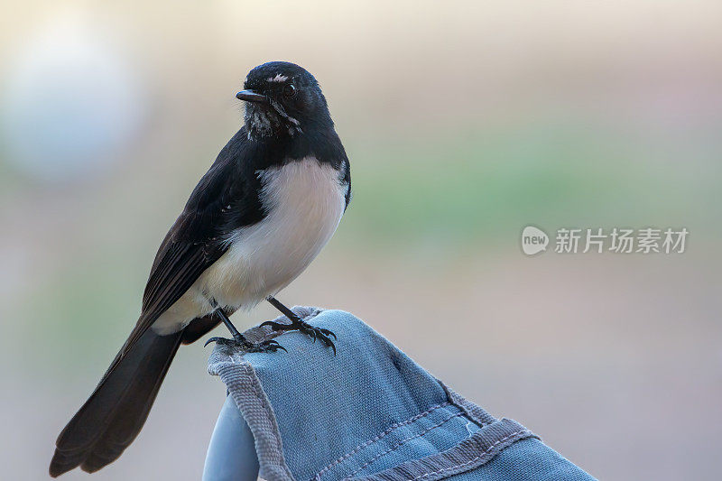 威利鹡鸰（Rhipidura leucophrys）